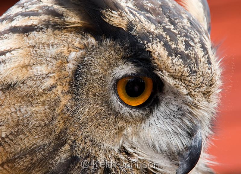 (F) European Eagle Owl (face).jpg